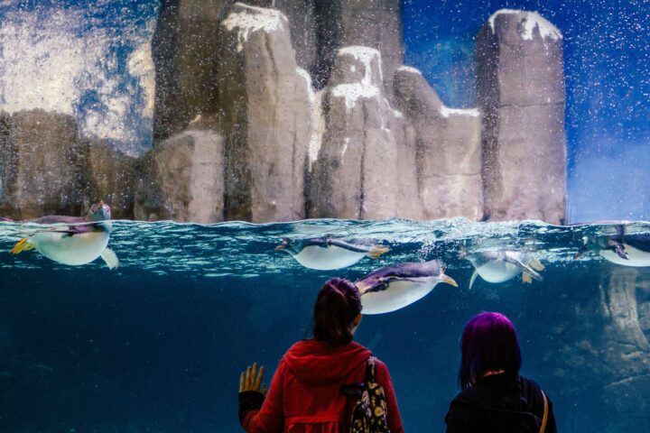 melbourne aquarium