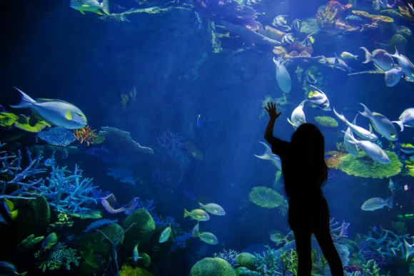 Melbourne Aquarium Sea Life – Australia’s Most Beloved Aquarium
