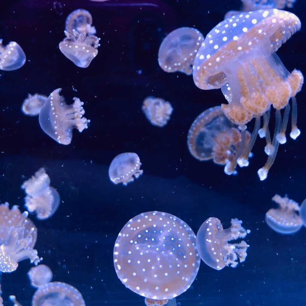 Melbourne Aquarium SEA LIFE Ocean Invaders