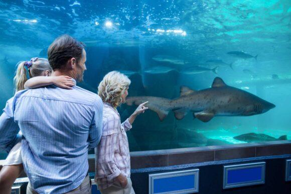 10 Reasons to Visit SEA LIFE Melbourne Aquarium